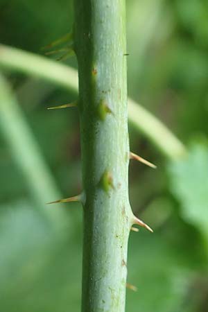 Rubus orthostachyoides \ Geradachsenf&ouml;rmige Brombeere / Straight-Axis Bramble, D Spessart, Burgsinn 21.6.2020