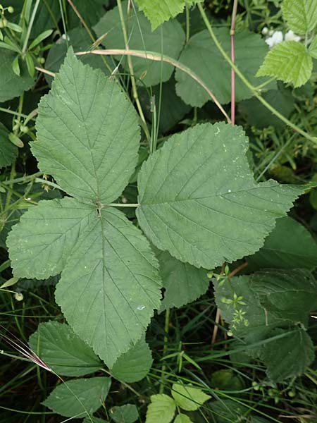 Rubus orthostachys \ Geradachsige Haselblatt-Brombeere / Straight-Axis Bramble, D Dautphetal-Herzhausen 22.6.2020