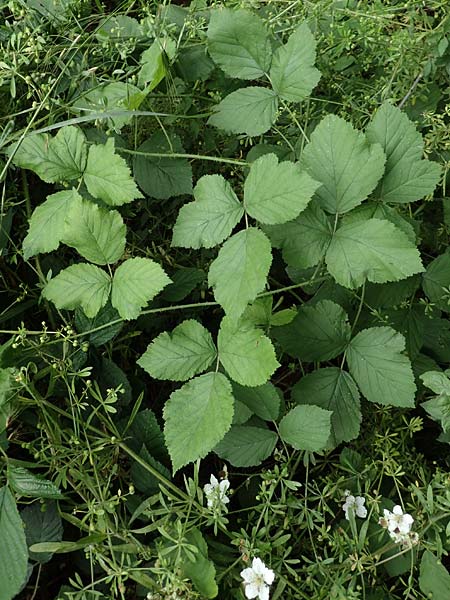 Rubus orthostachys \ Geradachsige Haselblatt-Brombeere / Straight-Axis Bramble, D Dautphetal-Herzhausen 22.6.2020