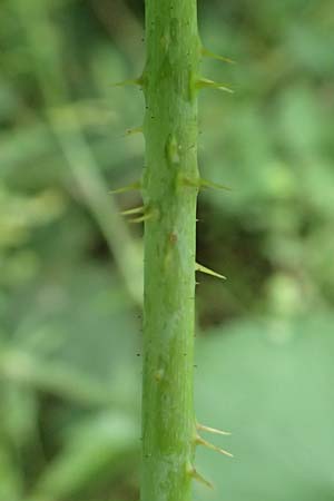 Rubus orthostachys \ Geradachsige Haselblatt-Brombeere / Straight-Axis Bramble, D Dautphetal-Herzhausen 22.6.2020