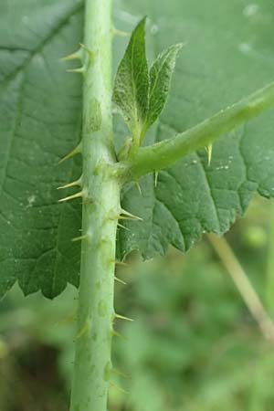 Rubus orthostachys \ Geradachsige Haselblatt-Brombeere / Straight-Axis Bramble, D Dautphetal-Herzhausen 22.6.2020