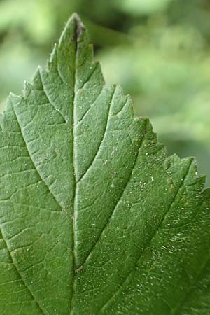 Rubus orthostachys \ Geradachsige Haselblatt-Brombeere / Straight-Axis Bramble, D Dautphetal-Herzhausen 22.6.2020