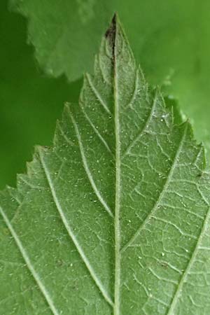 Rubus orthostachys \ Geradachsige Haselblatt-Brombeere / Straight-Axis Bramble, D Dautphetal-Herzhausen 22.6.2020