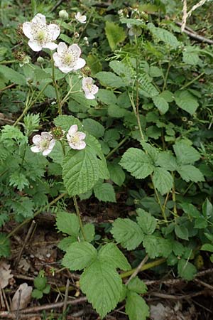 Rubus orthostachyoides \ Geradachsenf&ouml;rmige Brombeere / Straight-Axis Bramble, D Dautphetal-Damshausen 22.6.2020