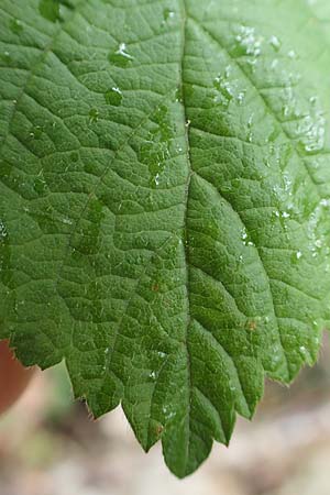 Rubus orthostachyoides \ Geradachsenf&ouml;rmige Brombeere / Straight-Axis Bramble, D Dautphetal-Damshausen 22.6.2020