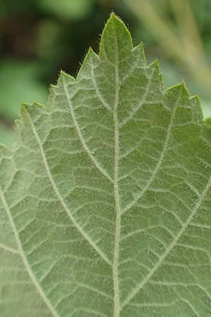 Rubus orthostachyoides \ Geradachsenf&ouml;rmige Brombeere / Straight-Axis Bramble, D Dautphetal-Damshausen 22.6.2020