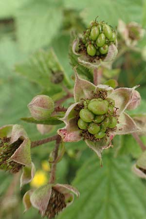 Rubus orthostachyoides \ Geradachsenf&ouml;rmige Brombeere / Straight-Axis Bramble, D Bischoffen-Niederweidbach 22.6.2020
