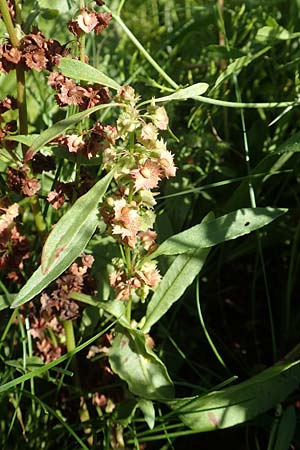 Rumex obtusifolius subsp. sylvestris \ &Ouml;stlicher Stumpfblatt-Ampfer / Eastern Broad-Leaved Dock, D Sachsen-Anhalt, Havelberg 18.9.2020