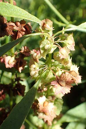 Rumex obtusifolius subsp. sylvestris \ &Ouml;stlicher Stumpfblatt-Ampfer / Eastern Broad-Leaved Dock, D Sachsen-Anhalt, Havelberg 18.9.2020