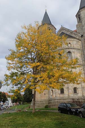 Robinia pseudoacacia \ Robinie / False Acacia, D Hildesheim 11.9.2021