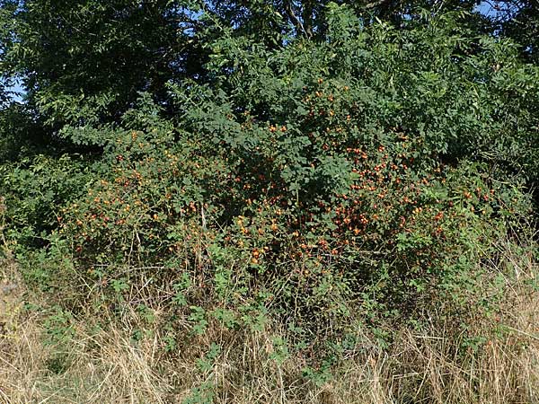 Rosa spec8 ? \ Rose / Rose, D Soest 22.8.2022