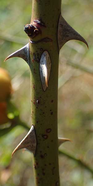 Rosa spec8 ? \ Rose / Rose, D Soest 22.8.2022