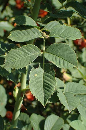 Rosa spec8 ? \ Rose / Rose, D Soest 22.8.2022