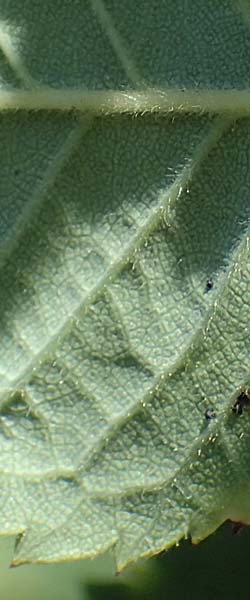 Rosa spec8 ? \ Rose / Rose, D Soest 22.8.2022