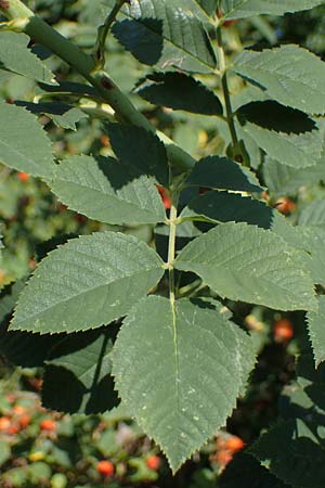 Rosa spec8 ? \ Rose / Rose, D Soest 22.8.2022