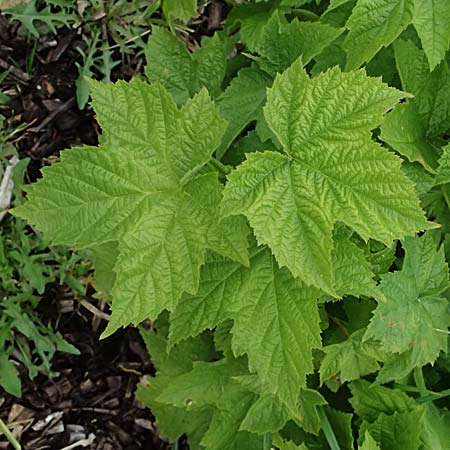 Rubus odoratus \ Zimt-Himbeere / Purple Flowering Raspberry, D Botan. Gar.  Universit.  Ulm 26.5.2025