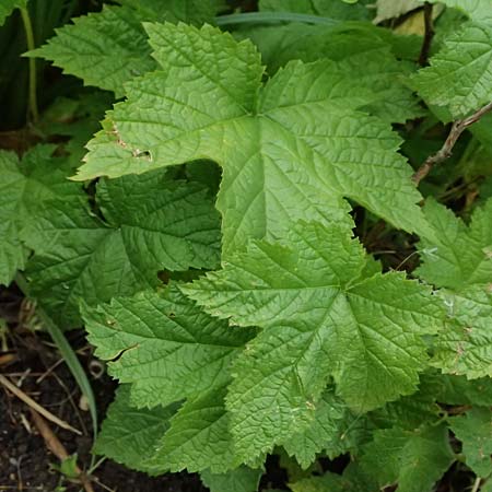Rubus odoratus \ Zimt-Himbeere / Purple Flowering Raspberry, D Botan. Gar.  Universit.  Ulm 26.5.2025