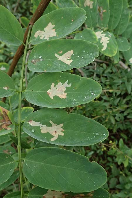 Robinia pseudoacacia \ Robinie / False Acacia, D Jugenheim an der Bergstra&szlig;e 10.9.2025