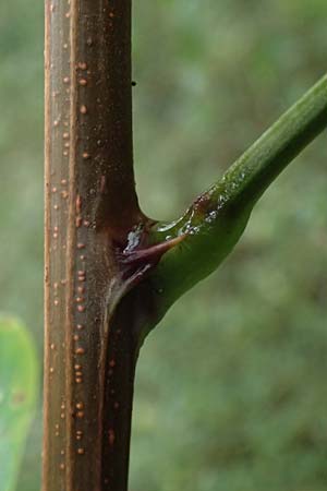 Robinia pseudoacacia \ Robinie / False Acacia, D Jugenheim an der Bergstra&szlig;e 10.9.2025