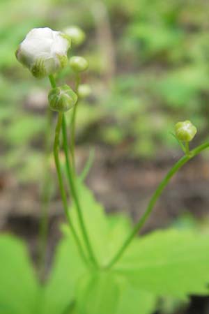 Ranunculus platanifolius \ Platanenbl�ttriger Hahnenfu� / Large White Buttercup, D Taunus, Kronberg 13.5.2010
