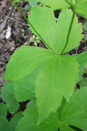 Ranunculus platanifolius \ Platanenbl�ttriger Hahnenfu� / Large White Buttercup, D Taunus, Kronberg 13.5.2010