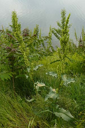 Rumex patientia \ Garten-Ampfer / Garden Dock, Patience Dock, D Mannheim 4.5.2024