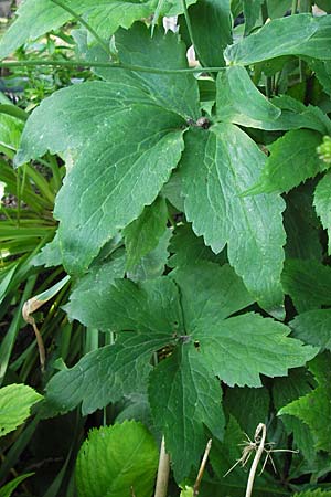 Ranunculus platanifolius \ Platanenbl�ttriger Hahnenfu� / Large White Buttercup, D  8.6.2013
