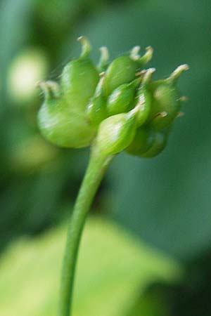 Ranunculus platanifolius \ Platanenbl�ttriger Hahnenfu� / Large White Buttercup, D  8.6.2013