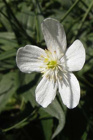 Ranunculus platanifolius \ Platanenbl�ttriger Hahnenfu� / Large White Buttercup, D  8.6.2013