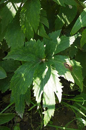 Ranunculus platanifolius \ Platanenbl�ttriger Hahnenfu� / Large White Buttercup, D  8.6.2013