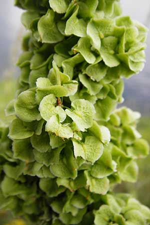 Rumex patientia \ Garten-Ampfer / Garden Dock, Patience Dock, D Mannheim 13.5.2015