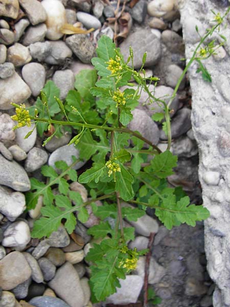 Rorippa palustris \ Gew�hnliche Sumpfkresse / Marsh Yellow-Cress, D Mannheim 21.8.2015