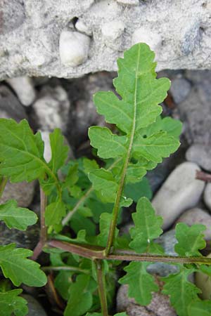 Rorippa palustris \ Gew�hnliche Sumpfkresse / Marsh Yellow-Cress, D Mannheim 21.8.2015