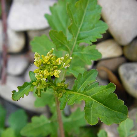 Rorippa palustris \ Gew�hnliche Sumpfkresse / Marsh Yellow-Cress, D Mannheim 21.8.2015