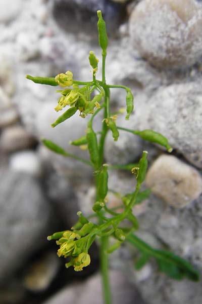 Rorippa palustris \ Gew�hnliche Sumpfkresse / Marsh Yellow-Cress, D Mannheim 21.8.2015