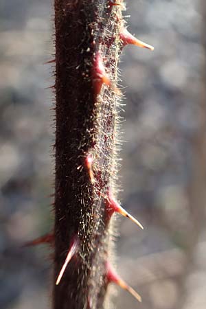 Rubus sect. Pallidi \ Gruppe Bleiche Brombeeren / Group of Pale Brambles, D &Ouml;stringen-Eichelberg 18.3.2016