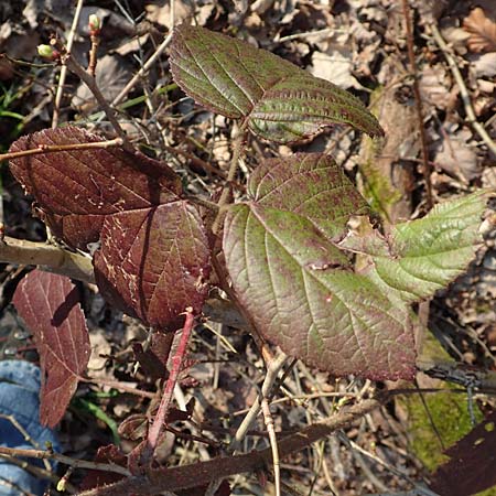 Rubus sect. Pallidi \ Gruppe Bleiche Brombeeren / Group of Pale Brambles, D &Ouml;stringen-Eichelberg 18.3.2016