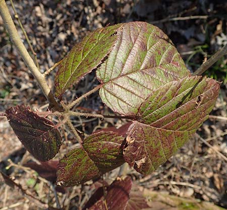 Rubus sect. Pallidi \ Gruppe Bleiche Brombeeren / Group of Pale Brambles, D &Ouml;stringen-Eichelberg 18.3.2016