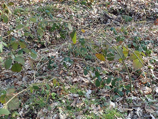 Rubus sect. Pallidi \ Gruppe Bleiche Brombeeren / Group of Pale Brambles, D &Ouml;stringen-Eichelberg 18.3.2016
