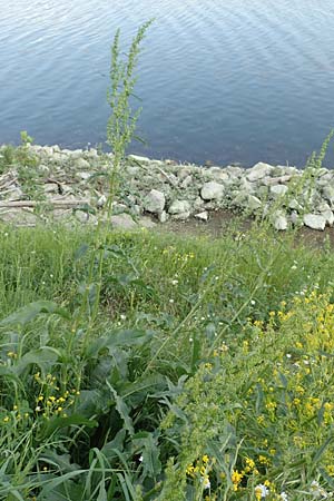 Rumex patientia \ Garten-Ampfer / Garden Dock, Patience Dock, D Mannheim 9.5.2016