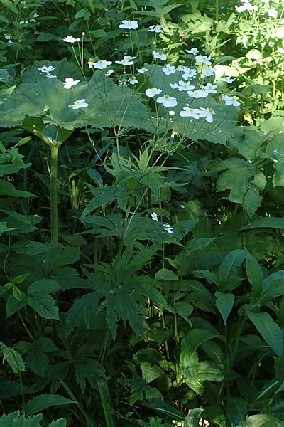 Ranunculus aconitifolius \ Eisenhutbl�ttriger Hahnenfu� / Aconite-Leaved Buttercup, D Schwarzwald/Black-Forest, Feldberg 10.7.2016