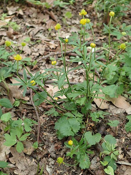 Ranunculus potentilloides \ Fingerkraut&auml;hnlicher Gold-Hahnenfu� / Potentilla-Leaved Goldilocks, D Wachtberg-Berkum 23.4.2017