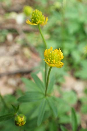 Ranunculus potentilloides \ Fingerkraut&auml;hnlicher Gold-Hahnenfu� / Potentilla-Leaved Goldilocks, D Wachtberg-Berkum 23.4.2017
