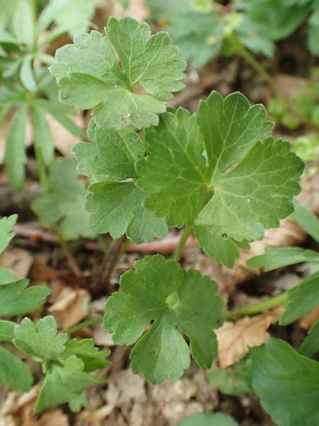 Ranunculus potentilloides \ Fingerkraut&auml;hnlicher Gold-Hahnenfu� / Potentilla-Leaved Goldilocks, D Wachtberg-Berkum 23.4.2017