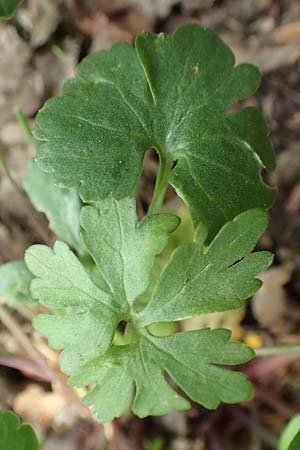 Ranunculus potentilloides \ Fingerkraut&auml;hnlicher Gold-Hahnenfu� / Potentilla-Leaved Goldilocks, D Wachtberg-Berkum 23.4.2017