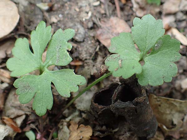 Ranunculus potentilloides \ Fingerkraut&auml;hnlicher Gold-Hahnenfu� / Potentilla-Leaved Goldilocks, D Wachtberg-Berkum 23.4.2017