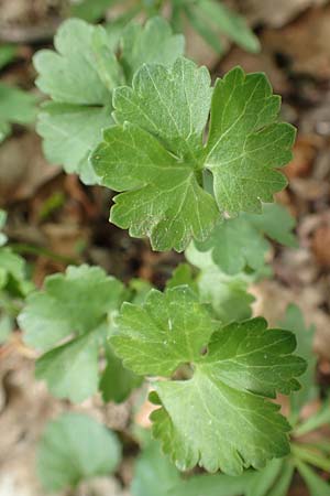 Ranunculus potentilloides \ Fingerkraut&auml;hnlicher Gold-Hahnenfu� / Potentilla-Leaved Goldilocks, D Wachtberg-Berkum 23.4.2017