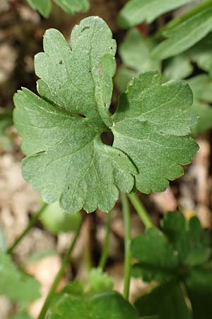 Ranunculus potentilloides \ Fingerkraut&auml;hnlicher Gold-Hahnenfu� / Potentilla-Leaved Goldilocks, D Wachtberg-Berkum 23.4.2017