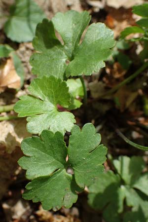 Ranunculus potentilloides \ Fingerkraut&auml;hnlicher Gold-Hahnenfu� / Potentilla-Leaved Goldilocks, D Wachtberg-Berkum 23.4.2017