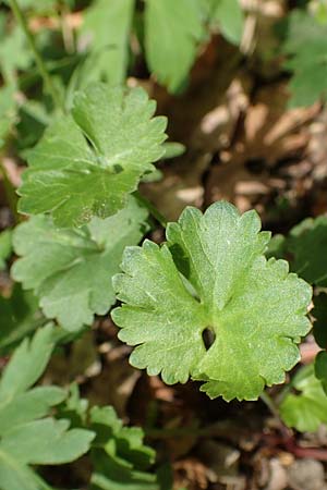 Ranunculus potentilloides \ Fingerkraut&auml;hnlicher Gold-Hahnenfu� / Potentilla-Leaved Goldilocks, D Wachtberg-Berkum 23.4.2017